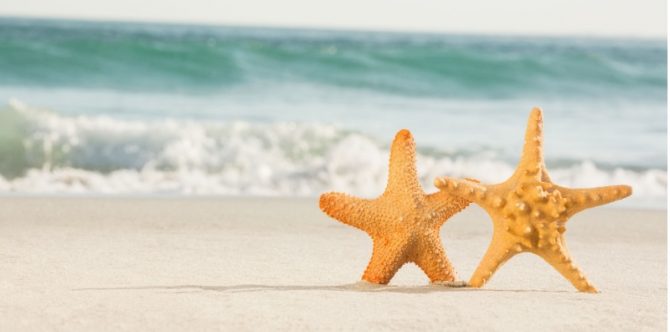 5 Fakta Reproduksi Bintang Laut yang Unik, Cara Seksual dan Aseksual!