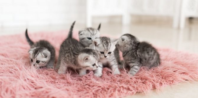 7 Fakta Reproduksi Kucing, Ini Cara Kawin dan Merawat Anaknya
