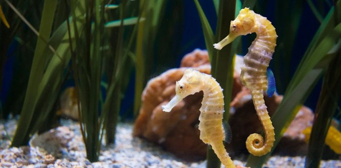 7 Fakta Reproduksi Kuda Laut, Salah Satu Hewan Paling Setia!