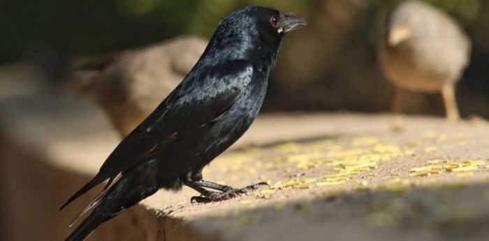 Arti Melihat Burung Gagak Hitam dan Fakta Unik Si Binatang Paling Cerdas, Cek!