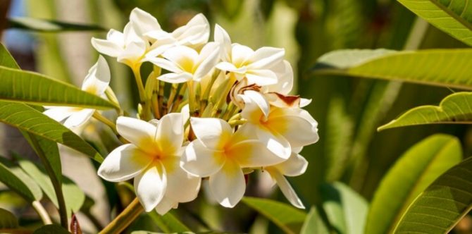 Mitos Pohon Kamboja di Depan Rumah, Benarkah Menciptakan Energi Positif?