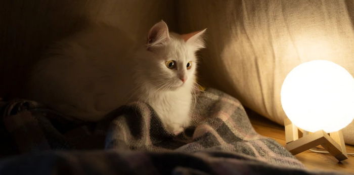 Dengar Suara Kucing di Malam Hari, Benarkah Tanda Bahaya dan Kehadiran Makhluk Halus?