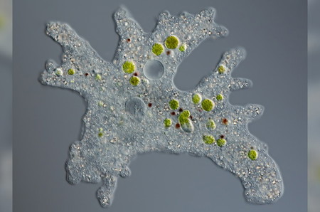 Amoeba Berkembang Biak dengan Cara