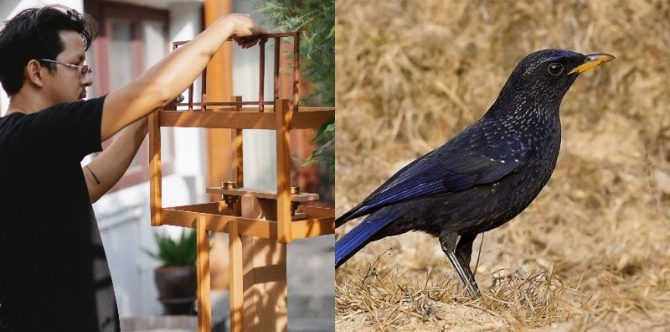 Mitos Burung Ciung Batu Populer, Benarkah Nyanyiannya Tanda Bahaya?