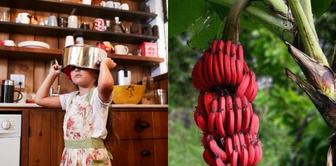 Mitos Pisang Kidang Bikin Anak Perempuan Sulit Dapat Jodoh, Benarkah?