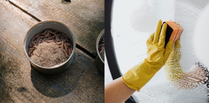 Mengulas Mitos Belatung di Rumah, Benarkah Ada Orang Mengirim Santet?