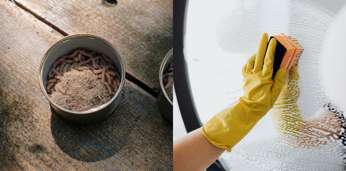 Mengulas Mitos Belatung di Rumah, Benarkah Ada Orang Mengirim Santet?