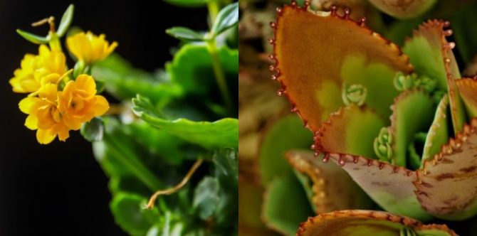 Mengenal Reproduksi Tanaman Cocor Bebek yang Berkembang Biak dengan Tunas Adventif, Bagaimana Prosesnya?