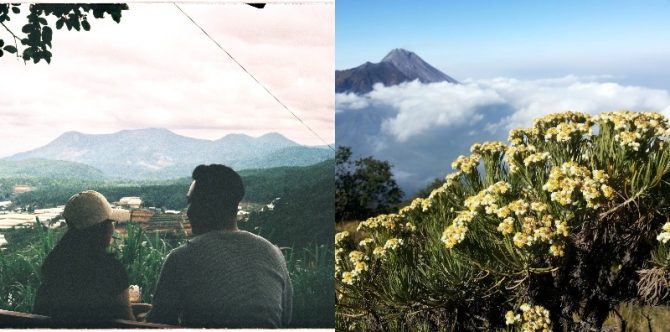 Mitos Bunga Edelweis di Indonesia, Jadi Lambang Keabadian Cinta