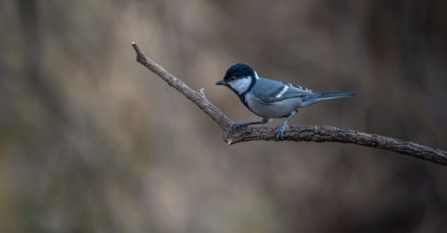 Mitos Burung Gelatik Batu bisa Bawa Hoki, Cek Faktanya di Sini!