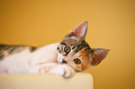 mitos menabrak kucing