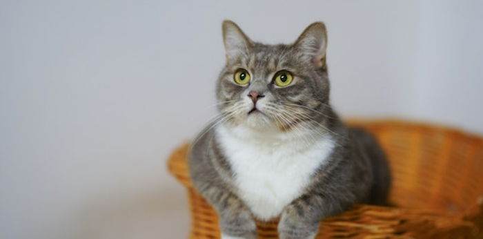 Mengenal Mitos Menabrak Kucing, Konon Bisa Membawa Sial!