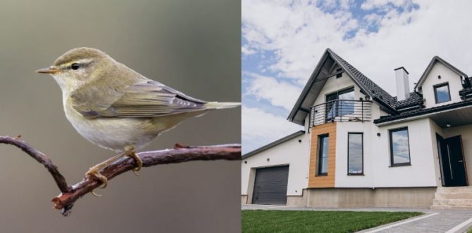 Mitos Burung Masuk Rumah, Pertanda Baik atau Buruk? Cek di Sini!