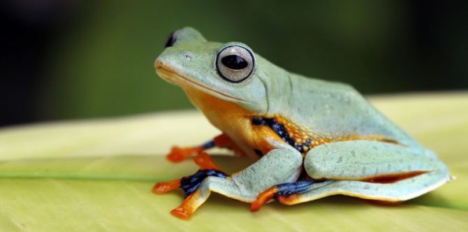 Mengenal Katak yang Berkembang Biak dengan Cara Bertelur, Ini Penjelasannya