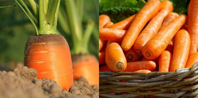 Wortel Berkembang Biak dengan Cara Apa? Begini Penjelasannya