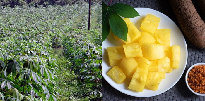 Makanan Pokok yang Kaya Manfaat, Dengan Cara Apa Singkong Berkembang Biak?