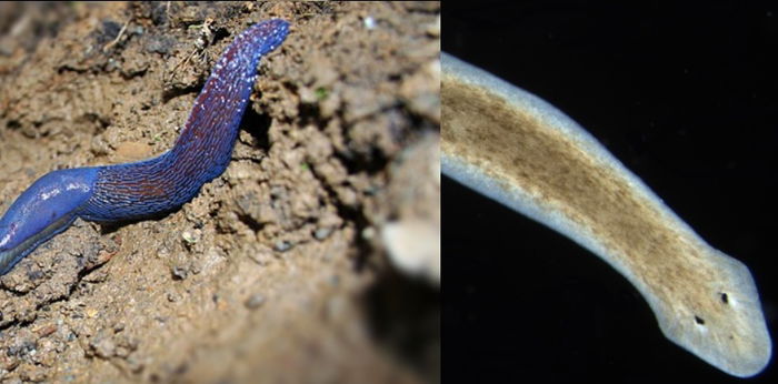 Mengenal Planaria yang Berkembang Biak dengan Cara Unik, Begini Penjelasannya