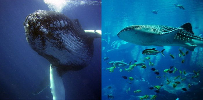 Mengenal Reproduksi Paus, Mamalia Cerdas yang Berkembang Biak dengan Cara Melahirkan