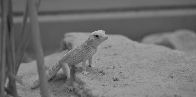 Cicak Berkembang Biak dengan Berbagai Cara, Begini Proses Reproduksinya