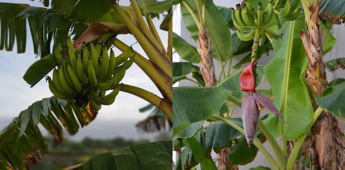 Dipercaya sebagai Sarang Kuntilanak, Ini Mitos Pohon Pisang dan Faktanya!