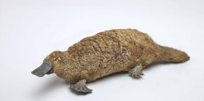 Bagaimana Cara Platypus Berkembang Biak? Ini Penjelasannya!