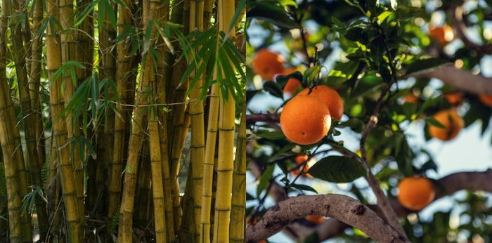 Mengenal Tumbuhan yang Berkembang Biak dengan Tunas, Bambu hingga Jeruk