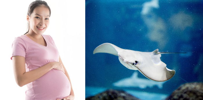 Bolehkah Ibu Hamil Makan Ikan Pari? Ini Ulasannya Bun