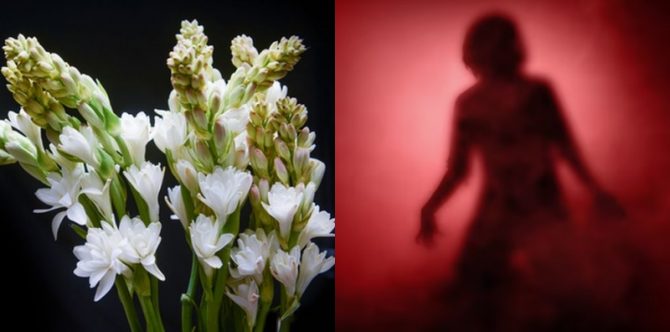7 Mitos Bunga Sedap Malam, Benarkah Bisa Mengundang Makhluk Halus?