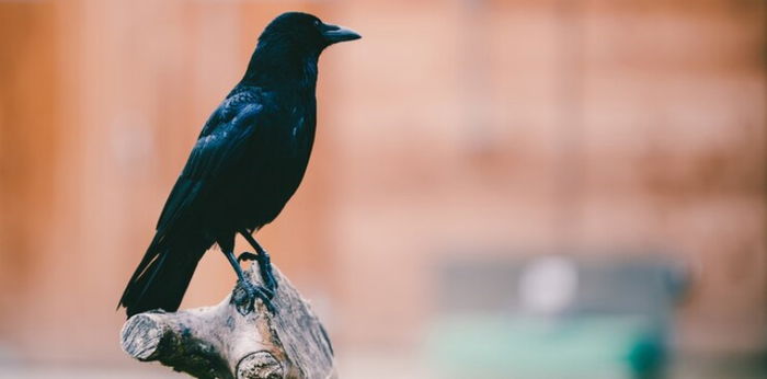 Dianggap Sebagai Simbol Kematian, Intip 8 Mitos dan Fakta Burung Gagak