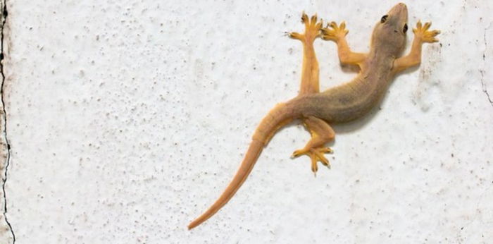 Mitos Kejatuhan Cicak di Kaki, Tanda Hal Buruk Akan Terjadi?