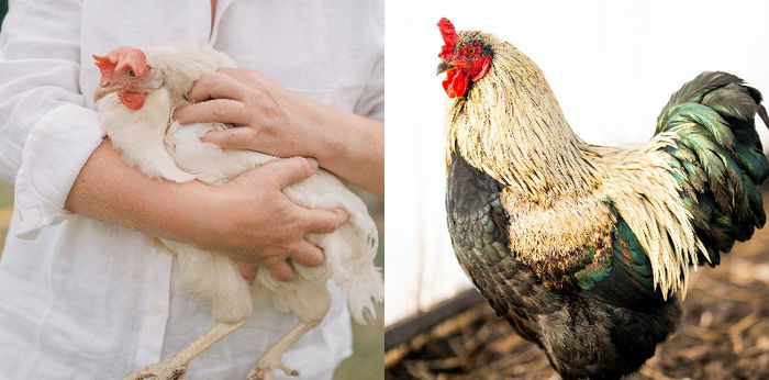 4 Mitos Ayam Jago Putih, Hewan Gagah Berani Kesayangan Nabi