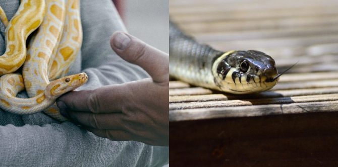 5 Mitos Ular Kawat yang Masih Dipercaya, Sinyal Akan Ada Bencana?