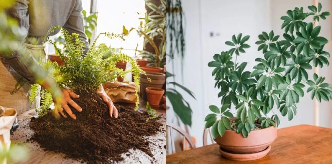 Mitos Tanaman Walisongo, Jumlah Kelopak Menentukan Keberuntungan