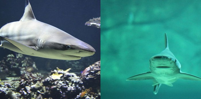 Apa Saja Hewan yang Berkembang Biak dengan Cara Ovovivipar? Ini Penjelasannya