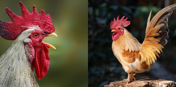 Ayam Berkokok Jam 11 Malam, Apa Artinya Menurut Islam?