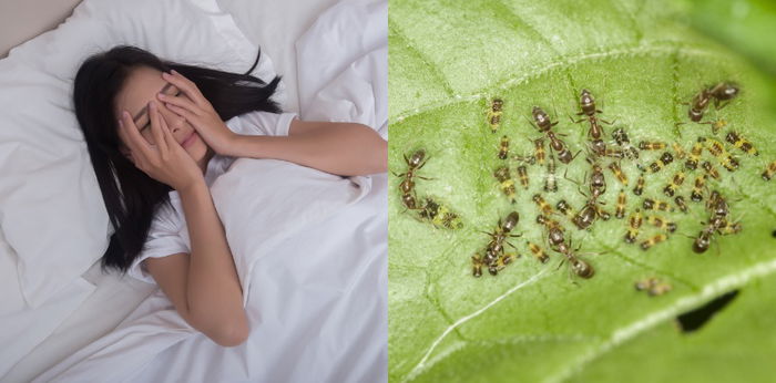 Arti Mimpi Melihat Banyak Binatang Kecil, Bisa Pertanda Anda Harus Hati-Hati!