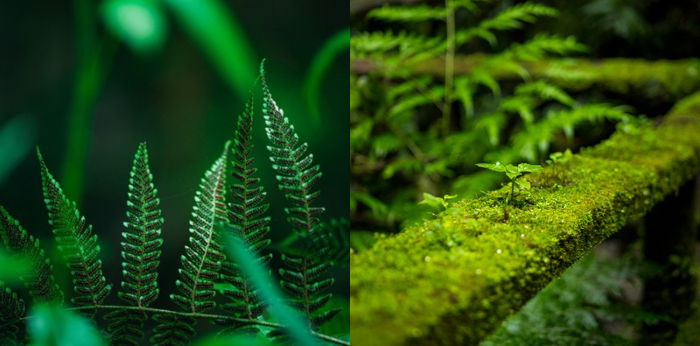 Mengenal Tumbuhan yang Berkembang Biak dengan Spora, Apa Saja?