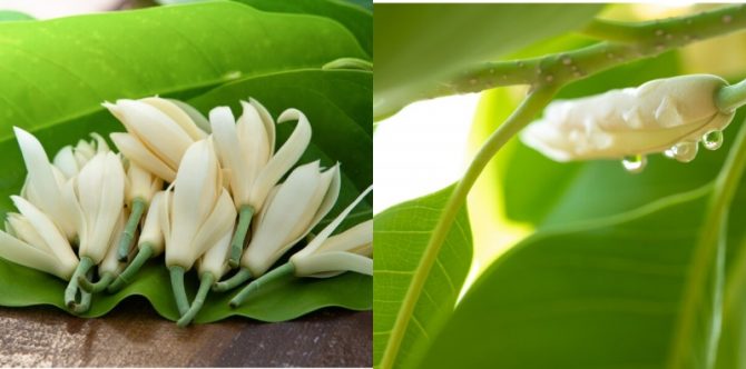 Jadi Alat Tes Keperawanan hingga Pemikat Kuntilanak, Ini Mitos Bunga Kantil