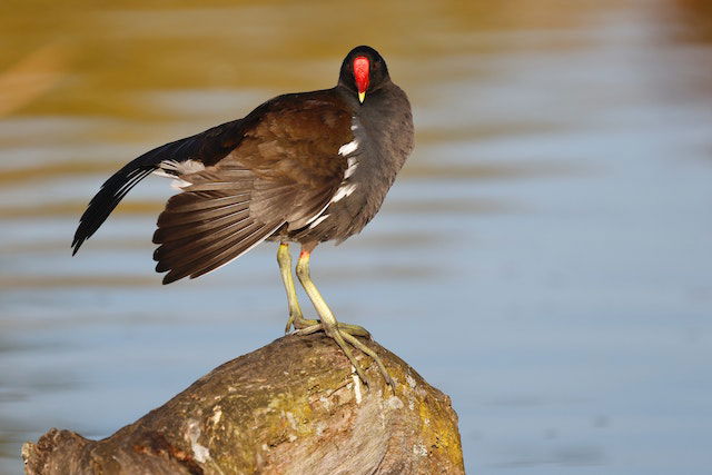 Mitos Menyantap Burung Ruak-Ruak bagi Ibu Hamil, Perhatikan Supaya Tak Kecewa!