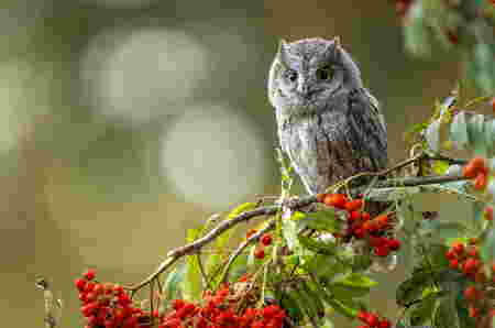 Jenis burung hantu yang dilindungi dan tidak bisa dipelihara