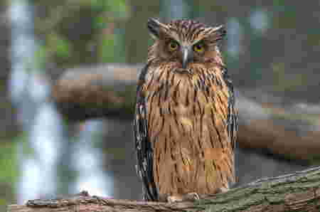 Jenis burung hantu yang dilindungi dan tidak bisa dipelihara