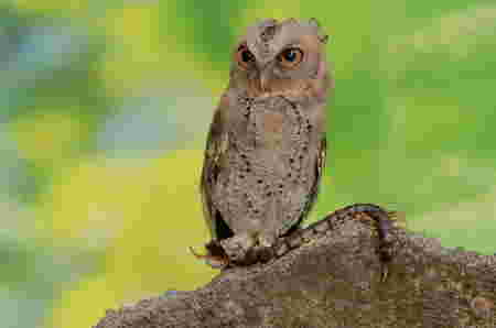 Jenis burung hantu yang dilindungi dan tidak bisa dipelihara