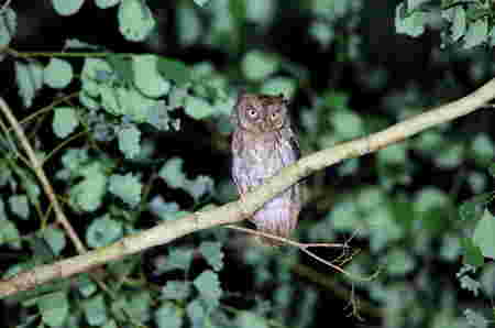 Jenis burung hantu yang dilindungi dan tidak bisa dipelihara