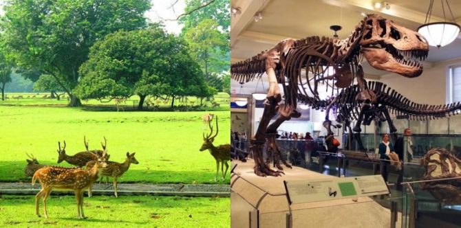 10 Tempat Wisata Dekat Stasiun Bogor, Cocok Buat Liburan Bareng Keluarga