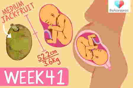 Tahap perkembangan janin di usia kehamilan 41 minggu 