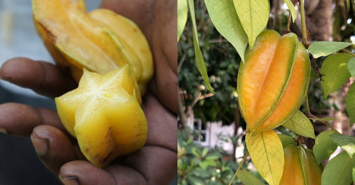 Jadi Ikon Kota Depok, Ini 10 Fakta Buah Belimbing yang Jarang Diketahui 