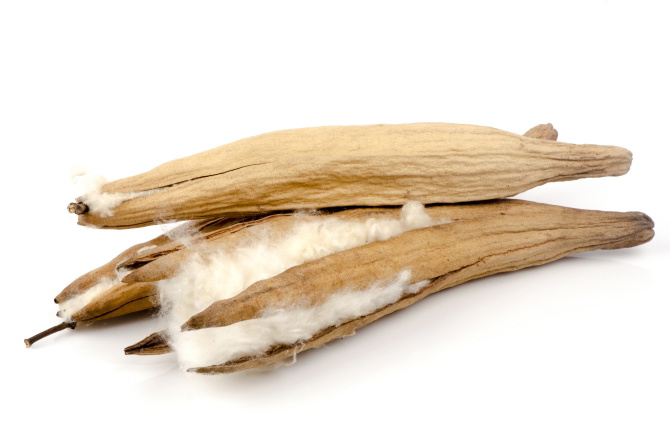 16 Foods and Drinks to Prevent Pregnancy After Intercourse