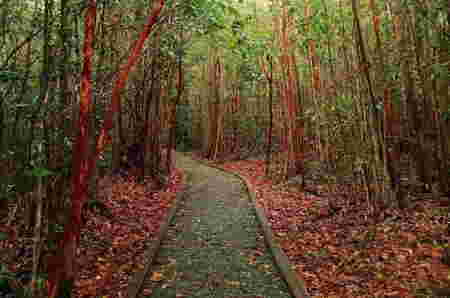 Hutan Terindah di Indonesia - Hutan Pelawan