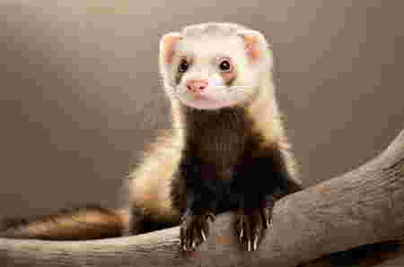 Hewan Huruf F ferret