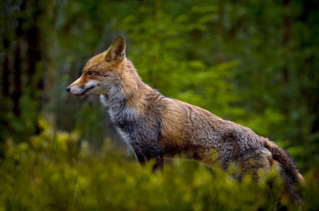 Hewan Huruf F fox